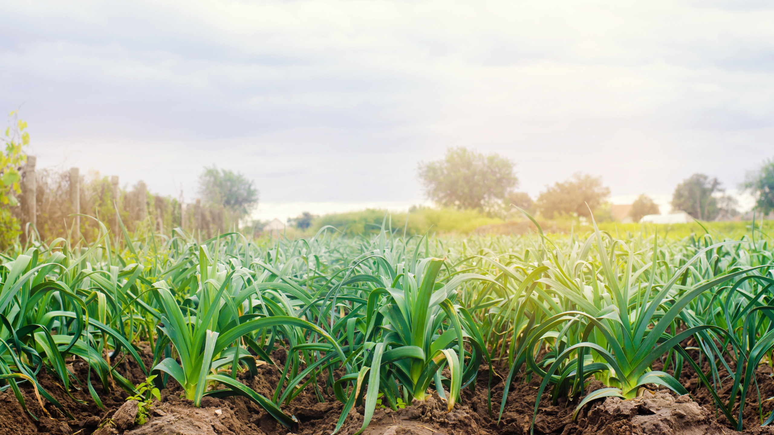 corn field